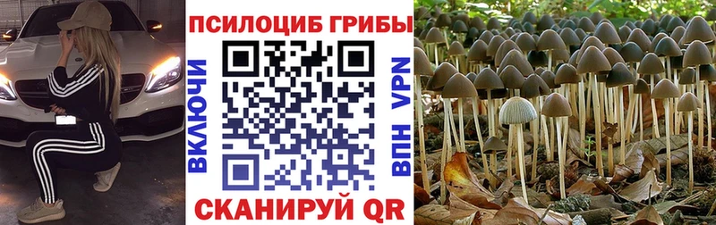 Купить где  Брянск  Галлюциногенные грибы Psilocybine cubensis 